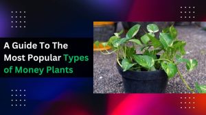 A Guide To The Most Popular Types of Money Plants