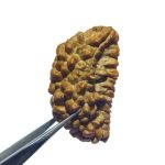 Why 1 Mukhi Rudraksha is Considered the Most Powerful Bead