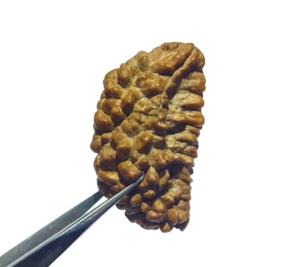 Why 1 Mukhi Rudraksha is Considered the Most Powerful Bead