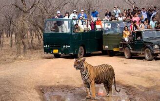 Ranthambore Online Jeep Safari Booking with Trusted Experts