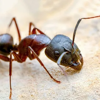 Reliable Ants Control Tips You Can Trust
